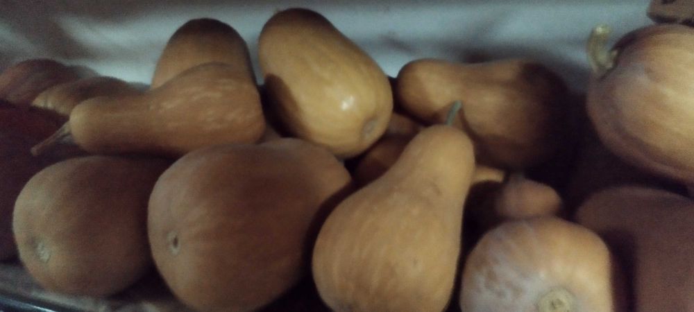 Abóboras para culinária