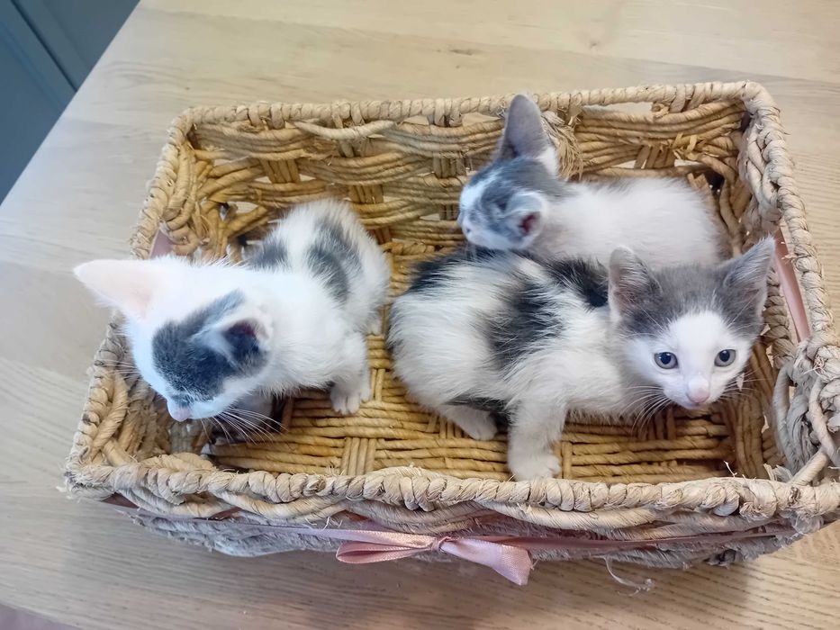 Ofereço gatinhos cerca de 2 meses
