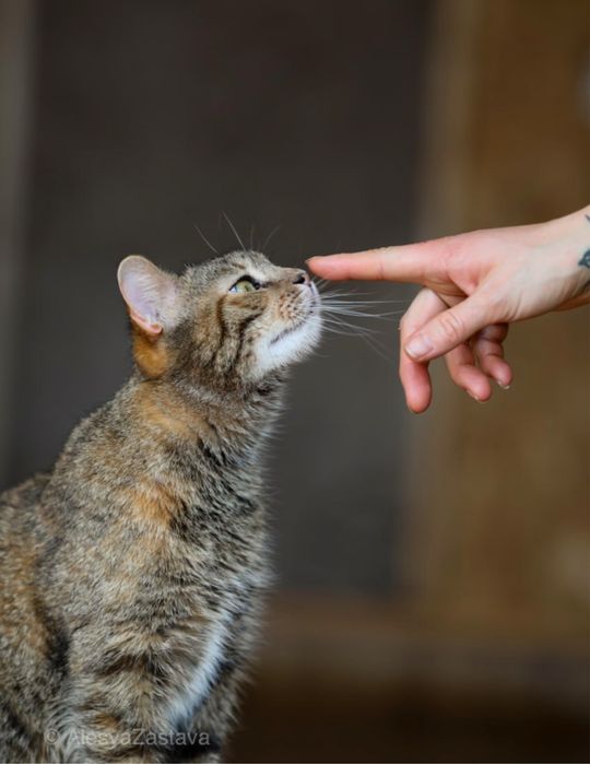 Котенок Емодзи, 1 год., девочка, красивая кошка, ласковая кошечка