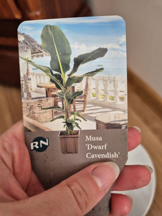 Bananowiec, zadbany, wys. 90-100cm