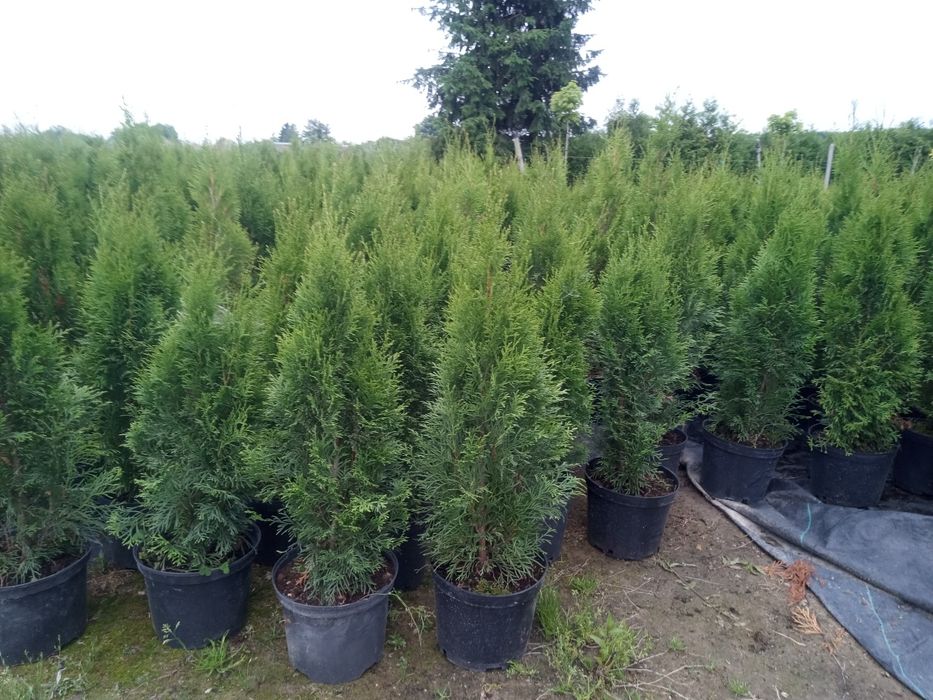 Tuje szmaragd rosnące w doniczkach 60-80cm _Wyprzedaz !!