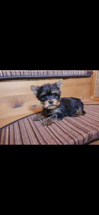York Yorkshire Terrier