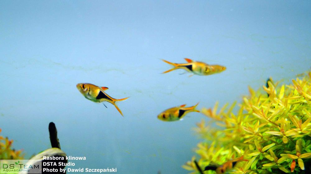 Rasbora klinowa 2,5 cm