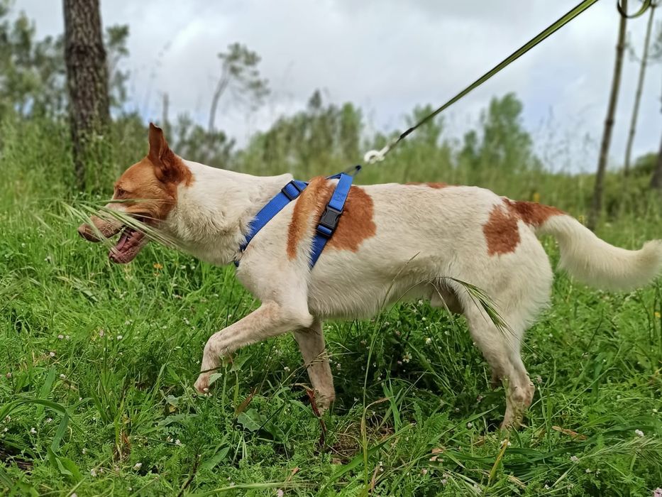 Leslie- cachorro de porte médio para adoção