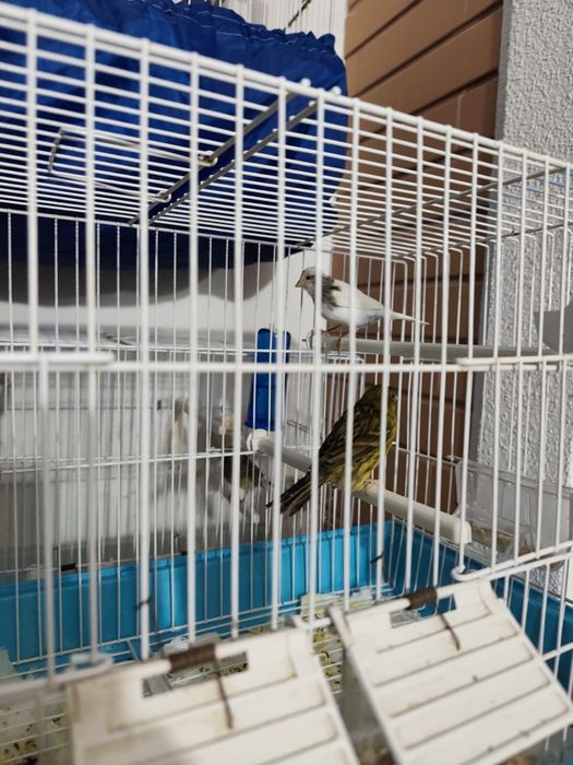 Canários  timbrado espanhol