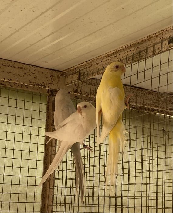 Red rumped  tres machos