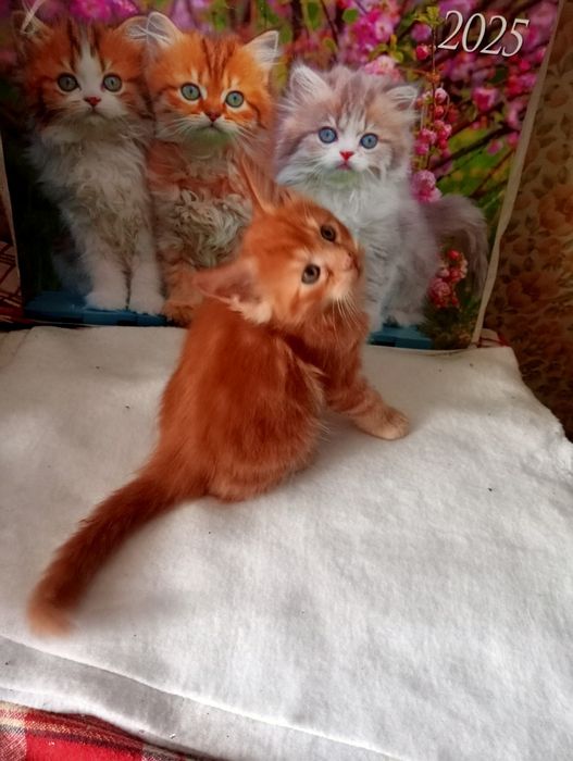 Кошенята Мейн-куни