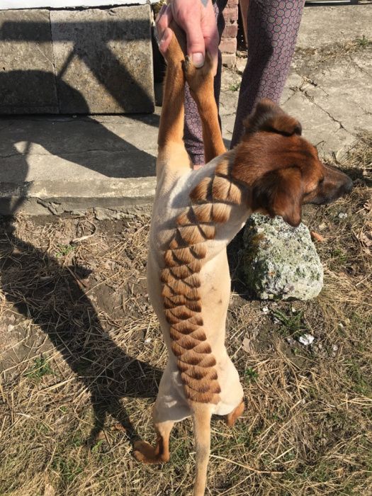 Стрижка собак и котів (грумінг) з виіздом. Стрижка тварин