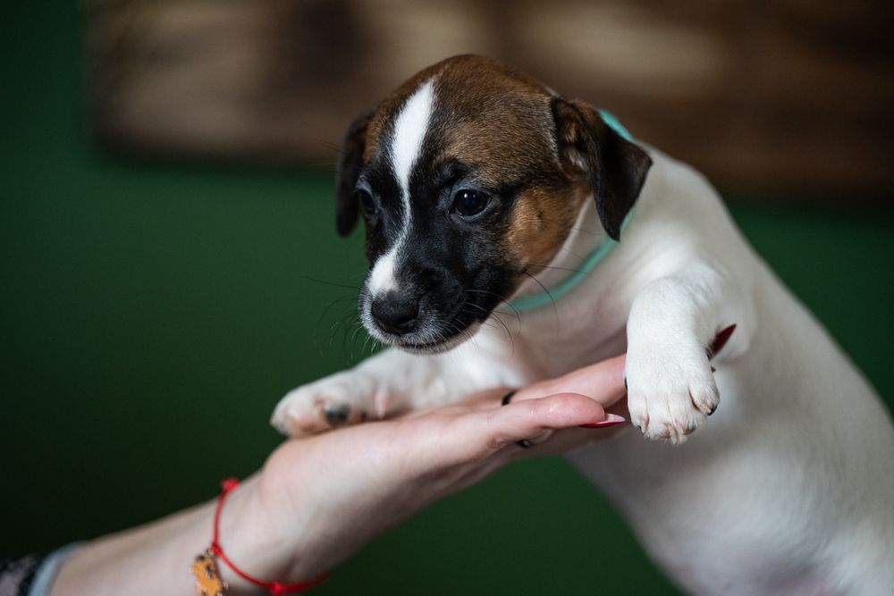 Jack Russell Terrier ZKwP gładkowłose