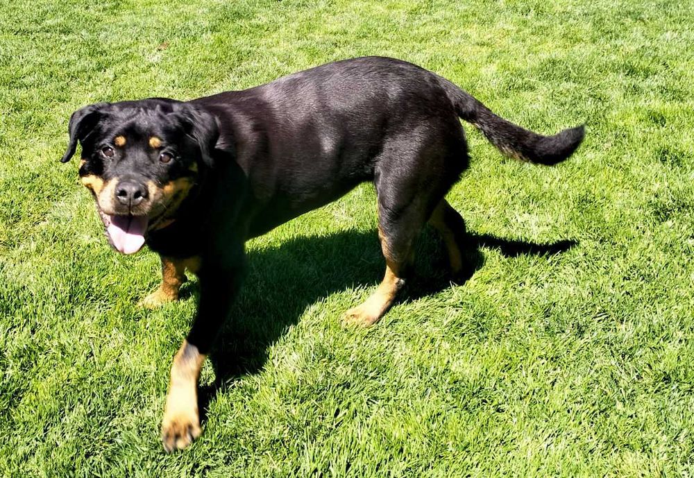 Rottweiler Ayva - wspaniała suka rottweilerka do adopcji