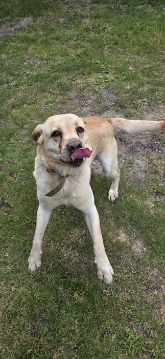 Labrador do oddania