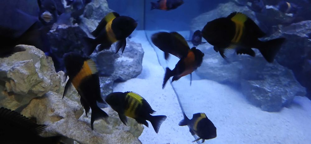 Tropheus  bemba dubois kiriza młode i dorosłe