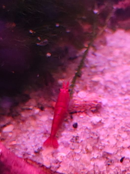 Krewetki mix mieszańce