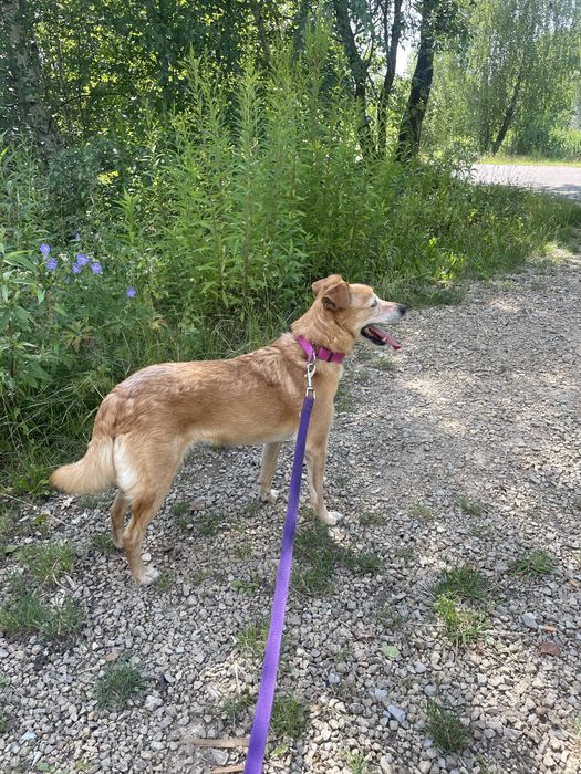 Wesoła Bronia szuka domu