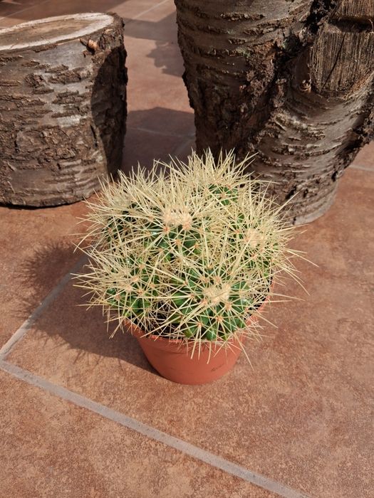 Echinocactus grusonii