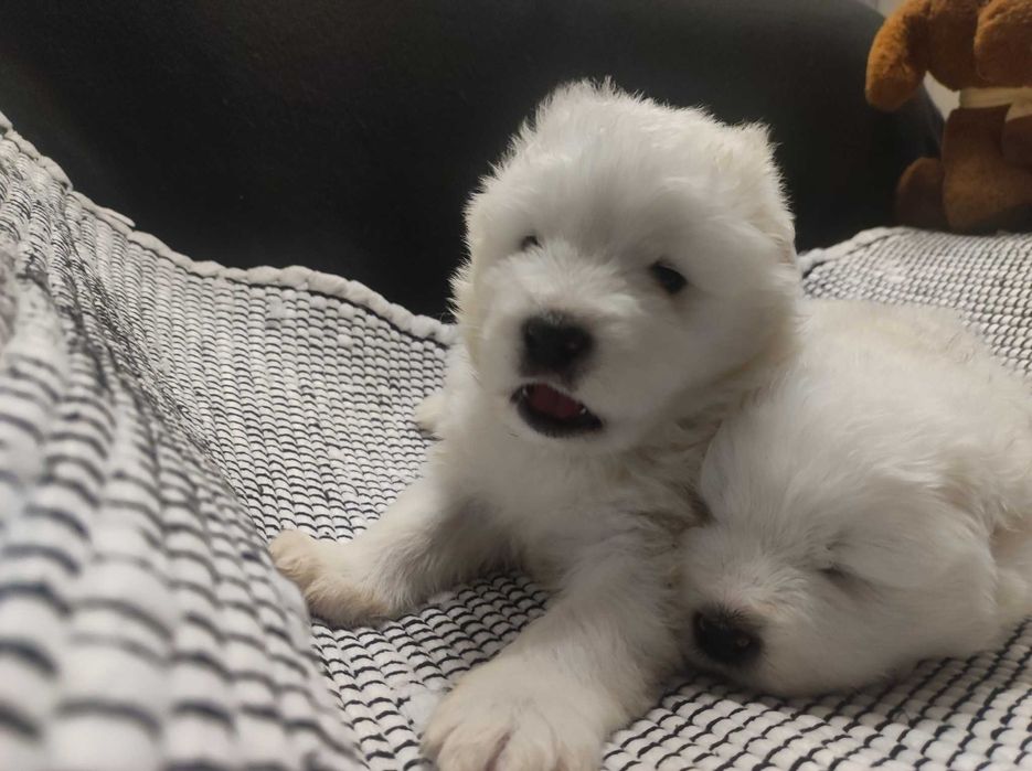 Samoyed FCI/ZKwP badania, śnieżnobiały