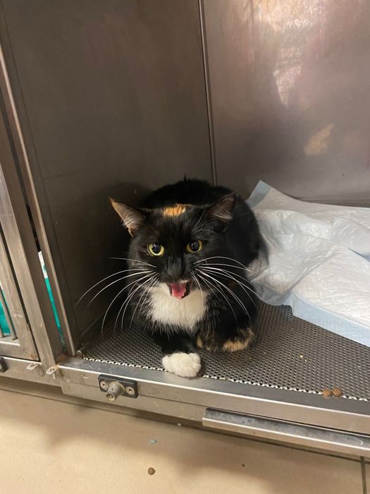 Maluch potrzebuje domu na już Kot