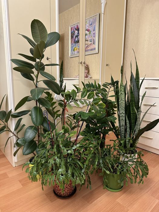 Вазоны для вашего дома