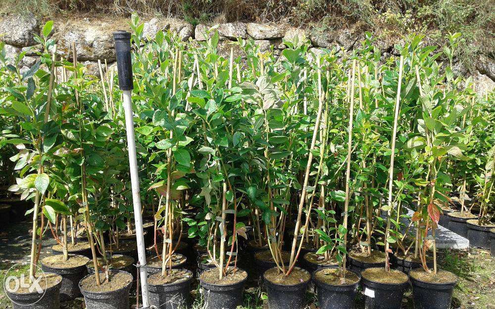 Mirtilos Plantações