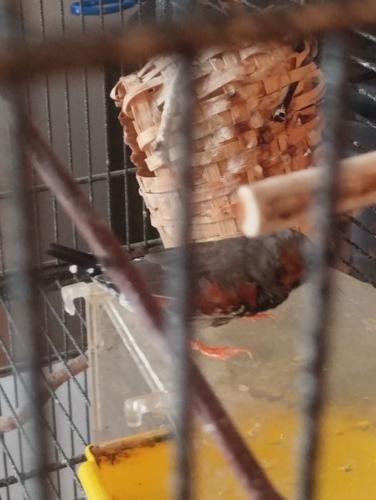 Zeberki- kolorowe samce