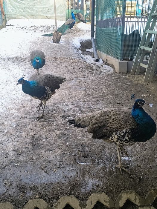 Pawie indyjskie samce