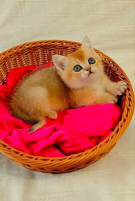 Шотландские котята (ЗОЛОТАЯ ШИНШИЛЛА)