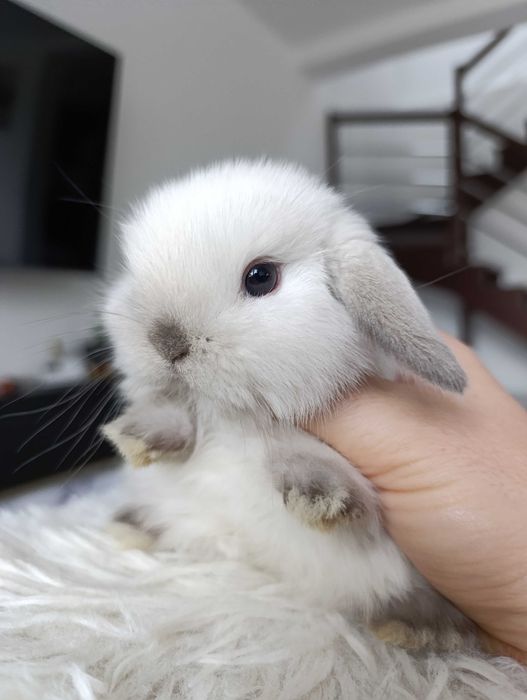 Mini lop karzełek Teddy hodowla zarejestrowana