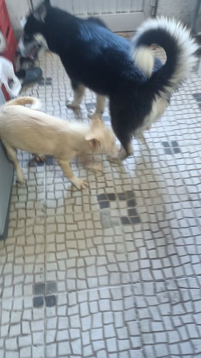 Cachorros machos brancos