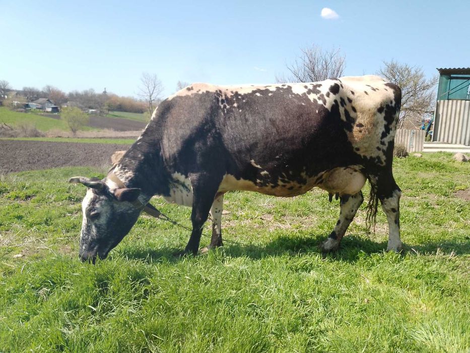 Продається дійна корова