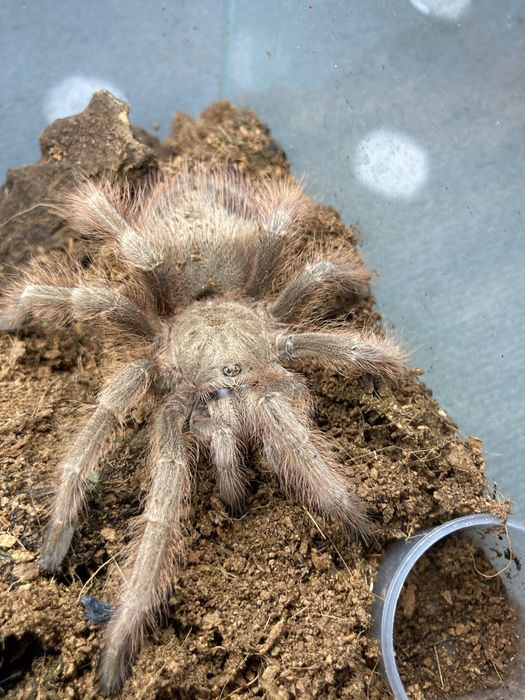 Samica nhaandu tripeppi subadult