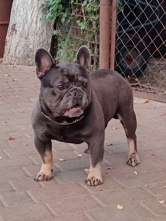 Французький бульдог .В'язка. Парубок Blue tan.