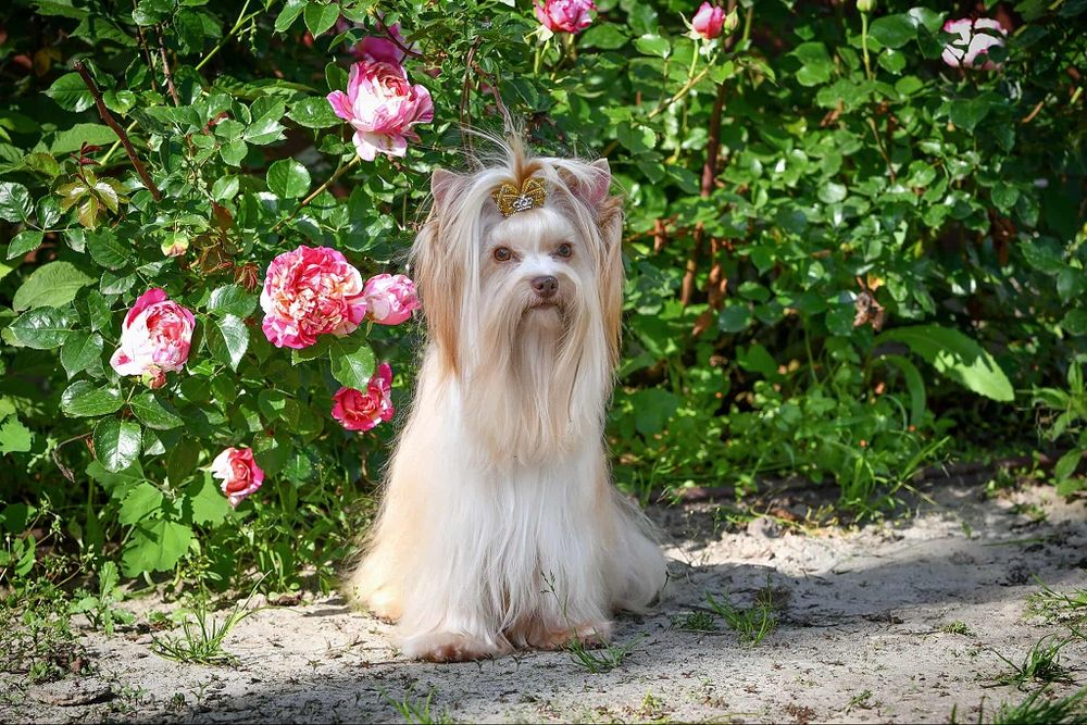Piesek rasy Yorkshire Terrier