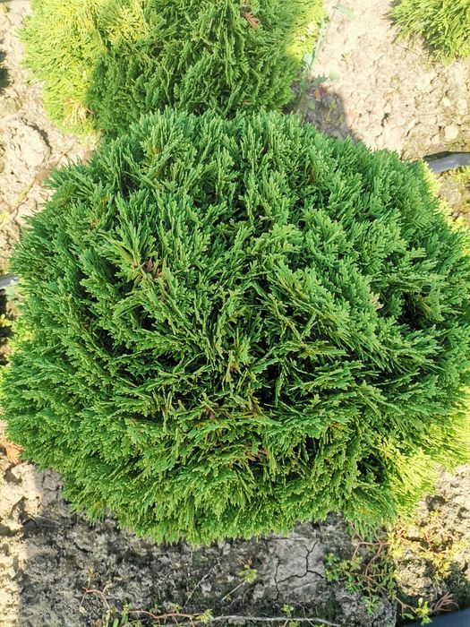 Туї Смарагд, шаровидні туї, барбариси, можевельники, самшит.