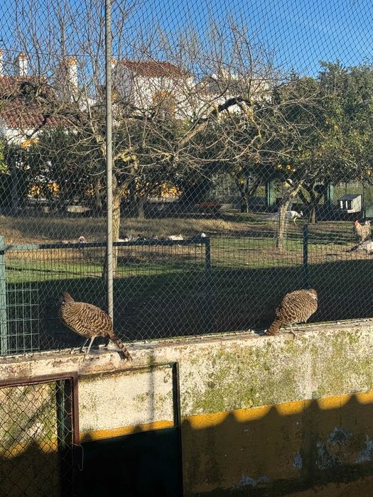 Trio de Faisão Lady amherst