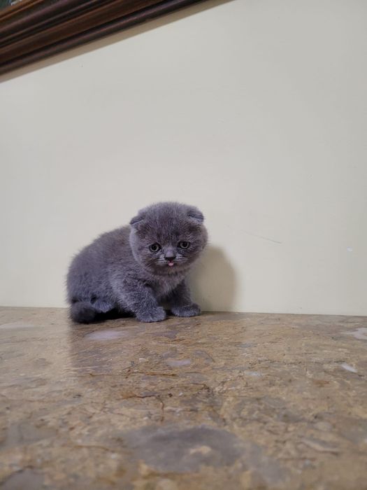 Scottish fold femea