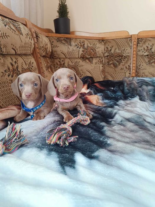 Jamnik krótkowłosy minatura merle