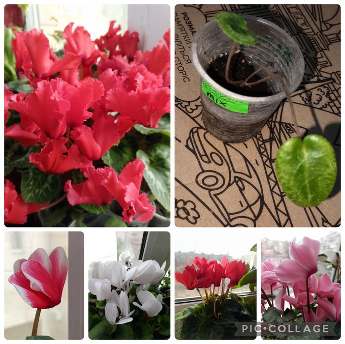 Невибагливі кімнатні рослини. Філ Медуза. Шлюмбергера. Цикламен