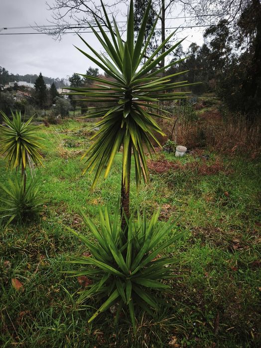 Fiteiras para jardins. Verdadeiras estátuas vivas