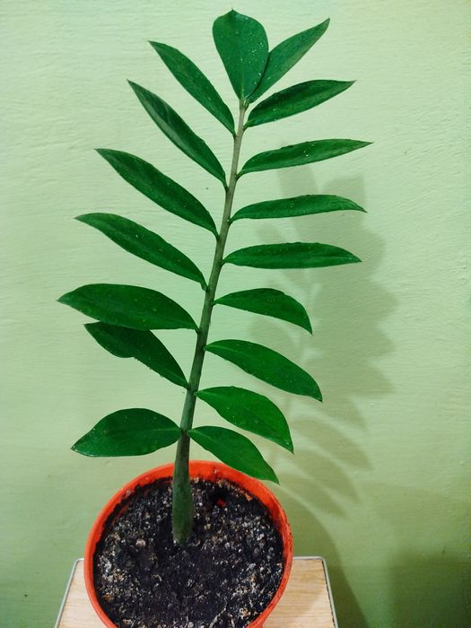 Заміокулькас висота  50 см