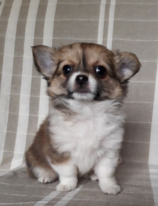 Chihuahua piesek długowłosy
