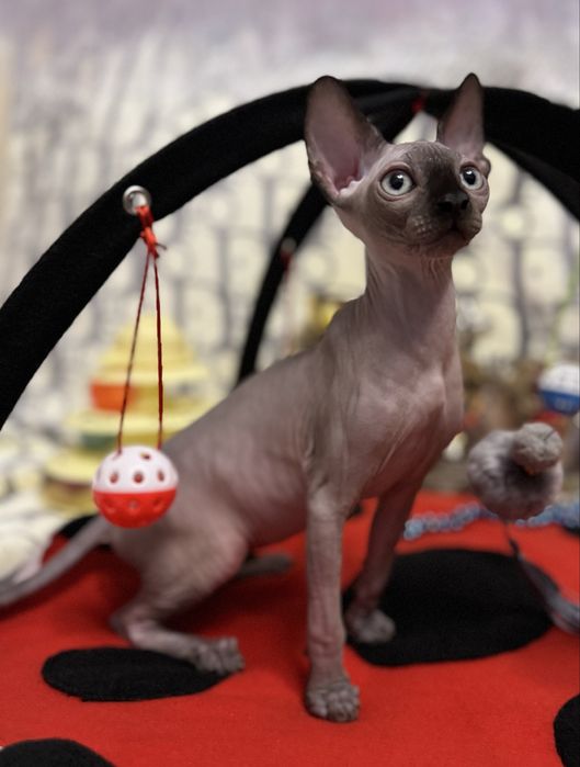 Клубные котята Канадский сфинкс