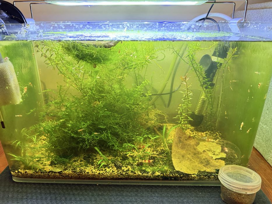 camarões caridinas e neocaridinas