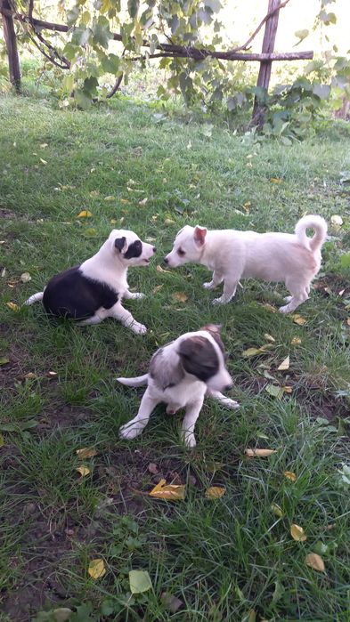 Віддам у добрі руки