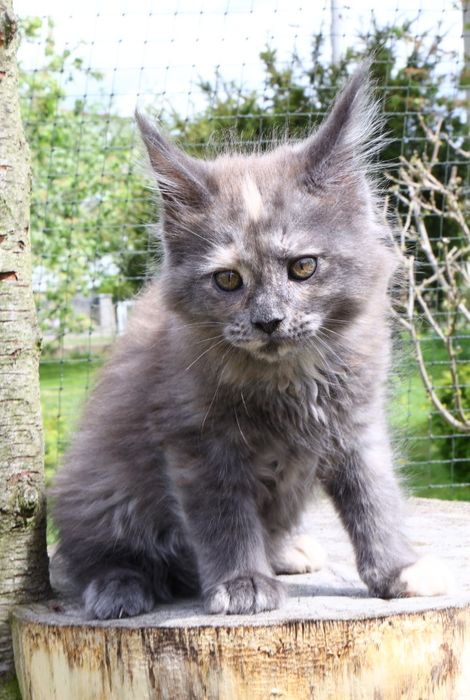 Kotka ... Maine Coon