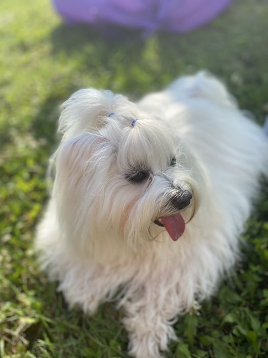 Мальчик мальтезе КСУ, готов к вязке.