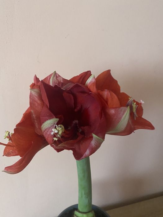 Продам квітучій гіпеаструм,тільки Ужгород і район