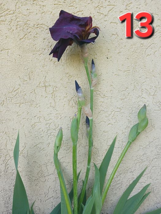 Іриси (13 сортів)
