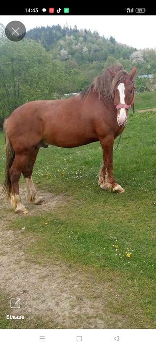 Продам жеребця..