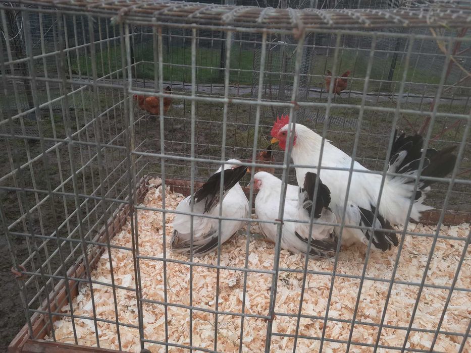 Kury chabo białe na czarnym ogonie