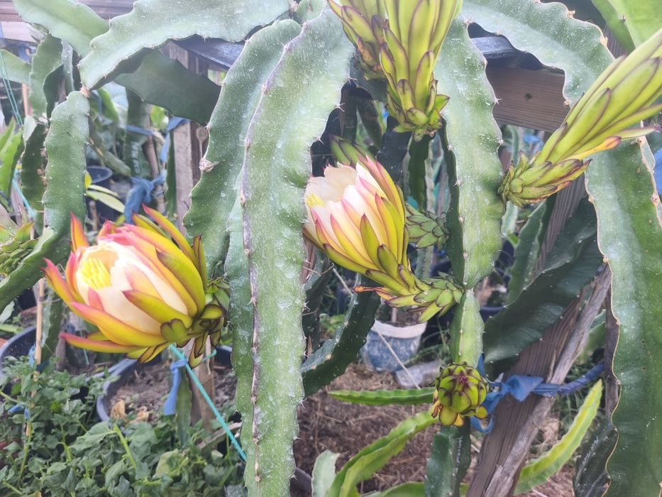 Pitaia, planta da fruta do dragão